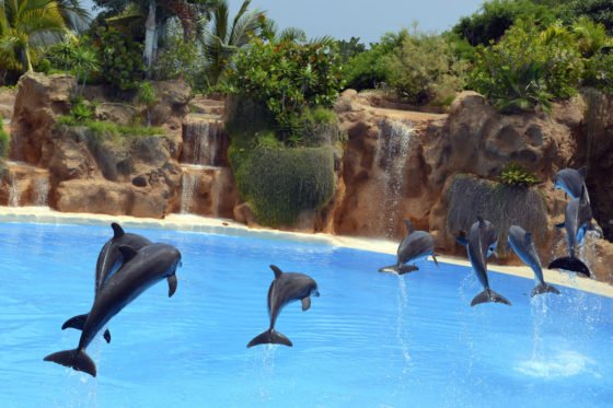 Loro Park - a zoo and botanical garden in Tenerife