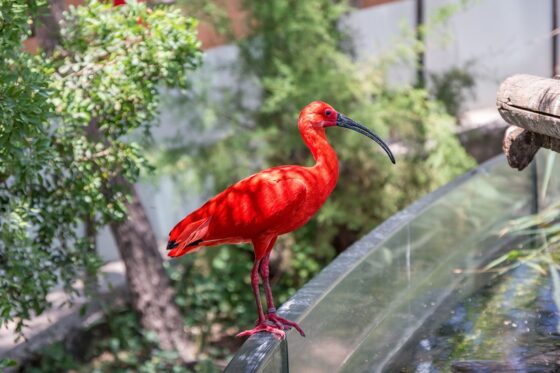 Conservation efforts and education in Aquarium Valencia