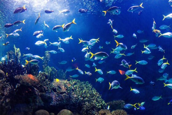 A stunning image of a colorful school of fish swimming in the Aquarium Valencia