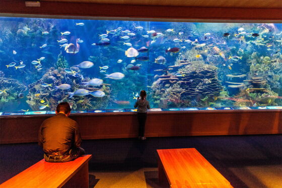 Practical information for visitors to Aquarium Valencia