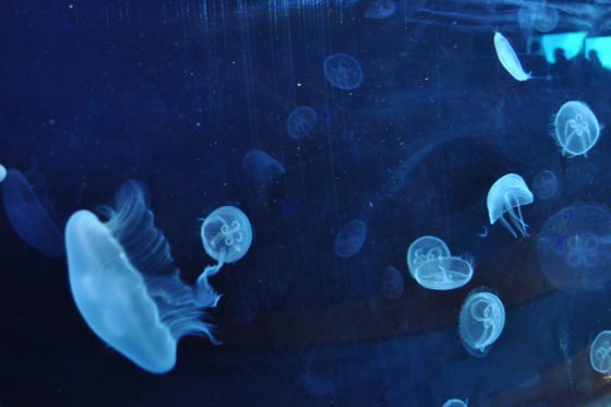 Engaging exhibits and attractions in Aquarium Valencia