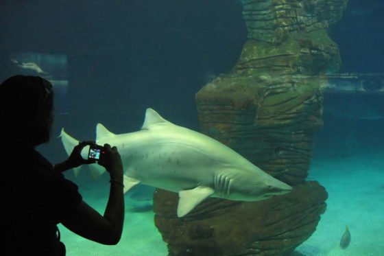 Spectacular aquarium with shark