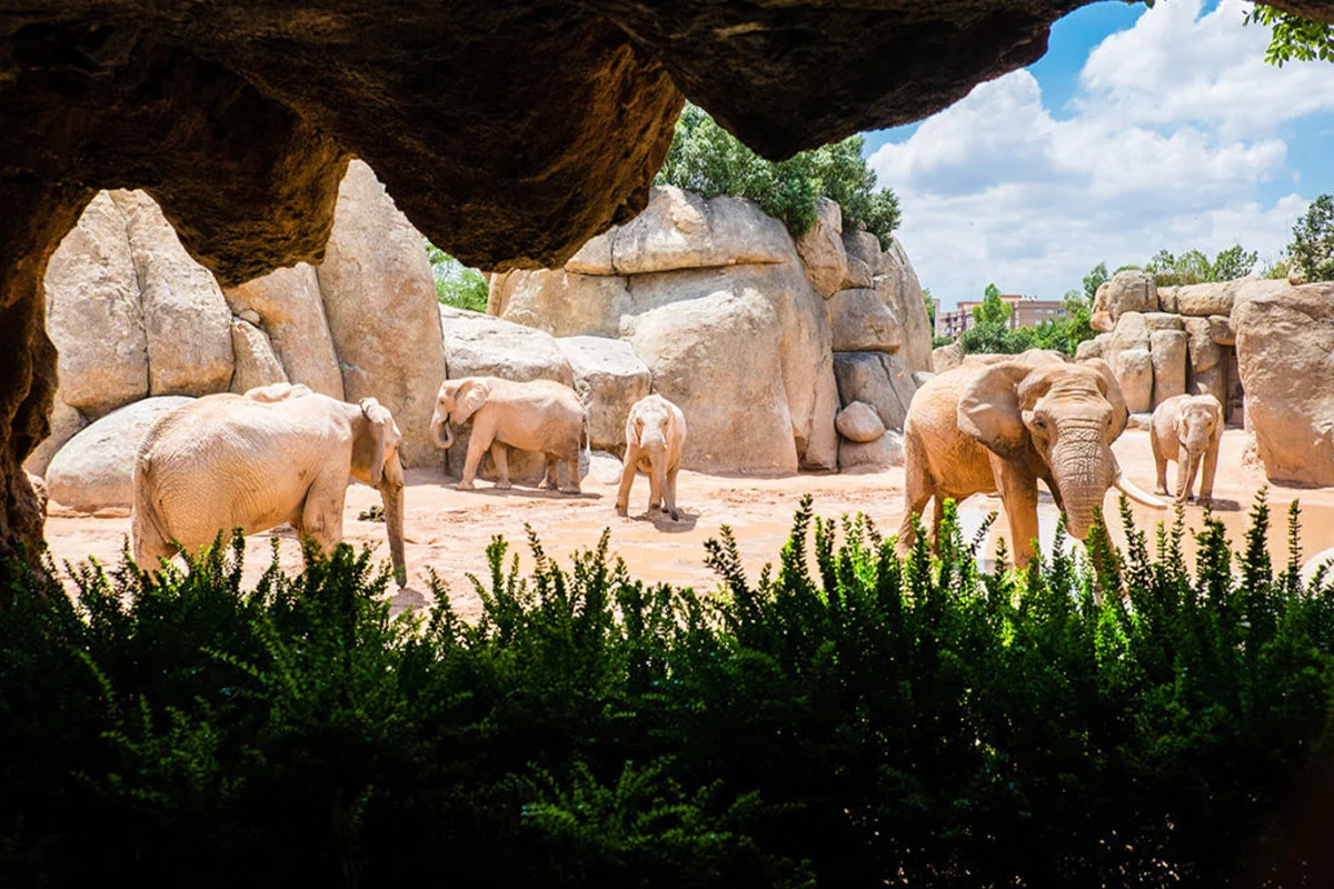 A view of Bioparc Valencia, a zoo in Valencia, Spain