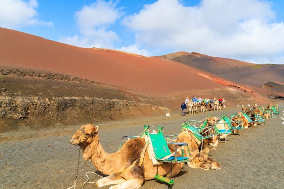 Camel rides in Lanzarote's desert-like landscapes