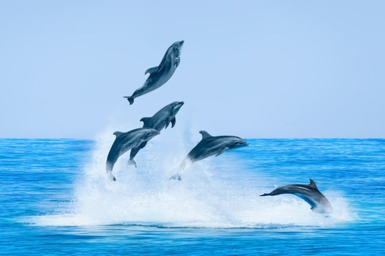 Dolphins in Mallorca