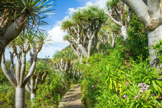 Jardín Botánico Canario Viera y Clavijo in Gran Canaria