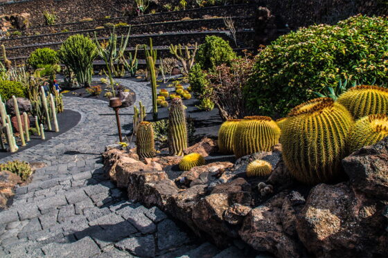 A photo of the beautiful Jardín de Cactus in Lanzarote showcasing a variety of cacti species