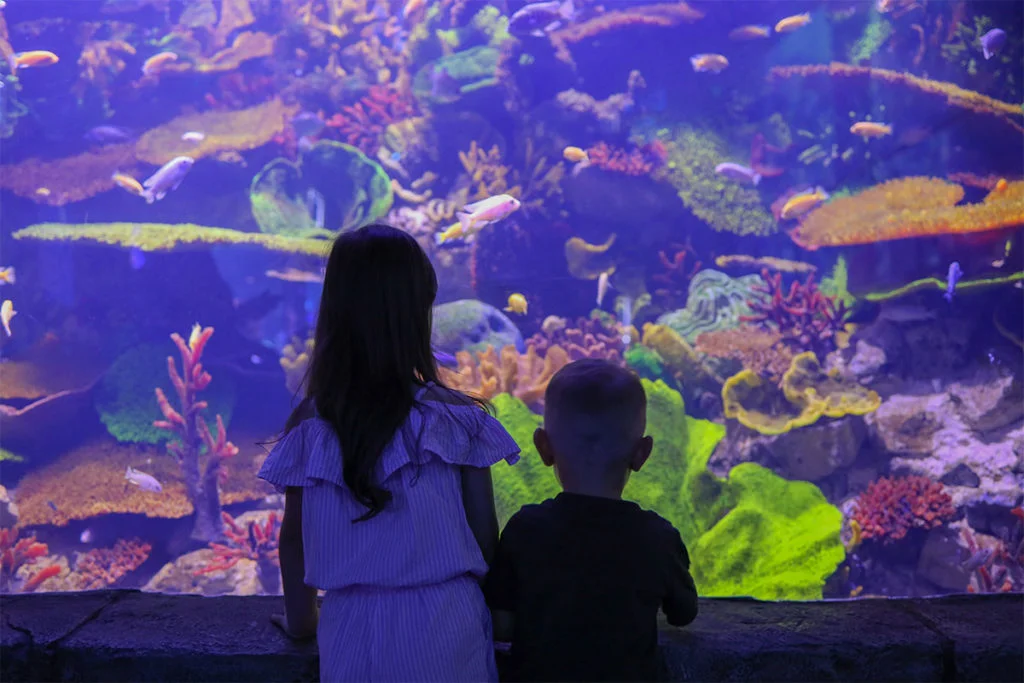 Capturing the beauty of Oceanografic Valencia with its marine life