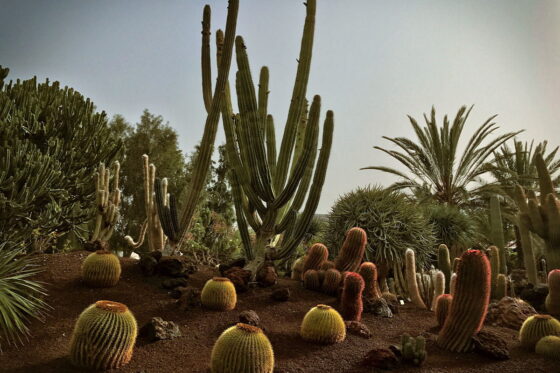 Europe's Largest Cactus Garden in Canary Islands