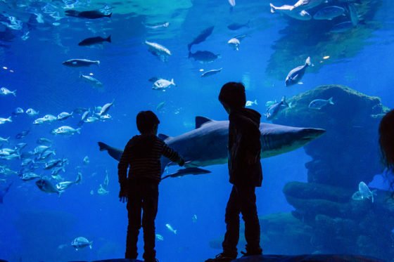 Palma Aquarium and the Big Blue shark aquarium