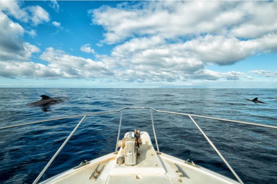 A boat trip to observe whale and dolphin species in Los Gigantes, Tenerife