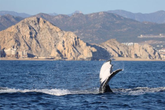 Whales and Dolphins in their Natural Habitat in Canary Islands