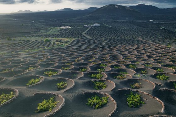 La Geria wine region with its black volcanic rock