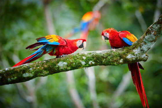 A variety of exotic birds in the aviary at Marineland Mallorca