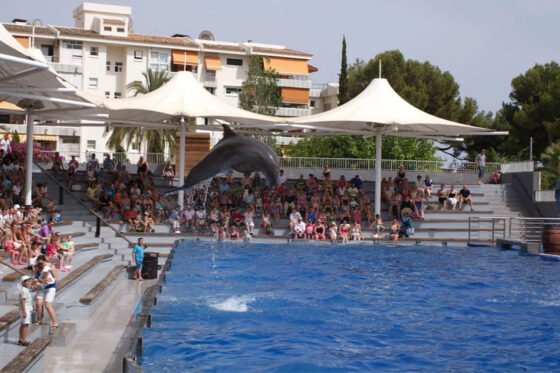 A family enjoying a dolphin show at Marineland Mallorca