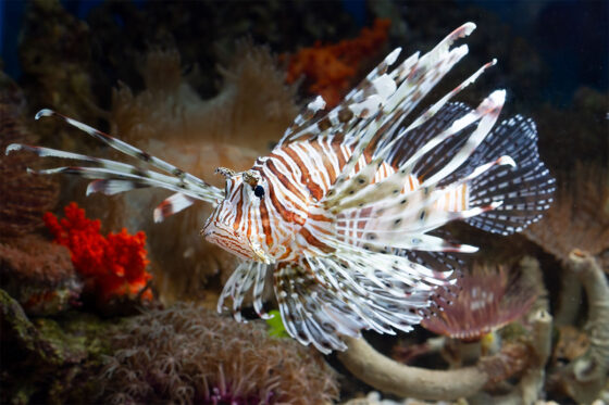 A tropical fish swimming in the aquarium at Marineland Mallorca