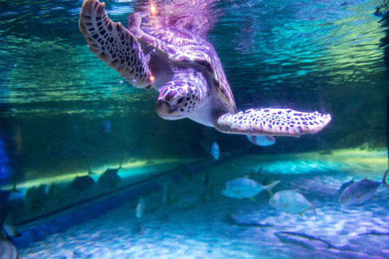 A beautiful image of a marine turtle swimming in the crystal clear waters of Marineland Mallorca