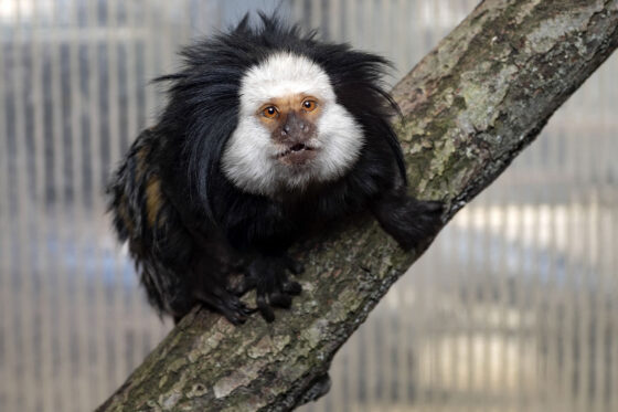 In the tropical house at Marineland Mallorca you can see a lot of adorable and rare animals