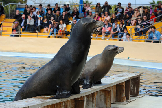 Marineland Mallorca is a place with tons of attractions and amazing experiences