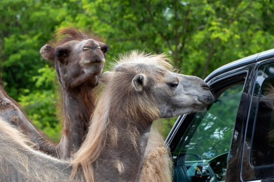 Camels in Safari Zoo Mallorca