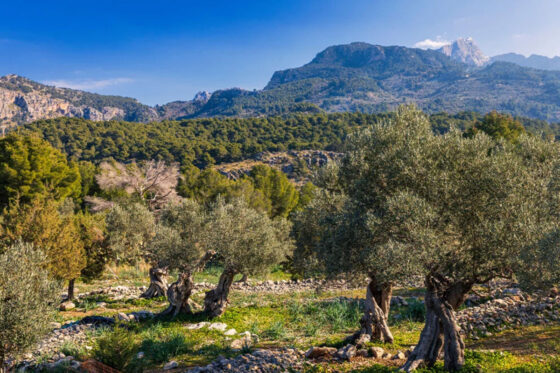 A view of the olive groves and the Serra de Tramuntana in Valldemossa