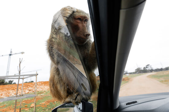 A close-up of monkey in a wide outdoor enclosure