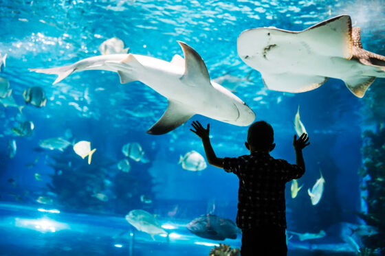 A view of the Oceanografic aquarium in Valencia, Spain