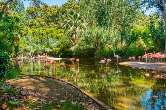 The Barcelona Zoo is the perfect place to observe wild animals