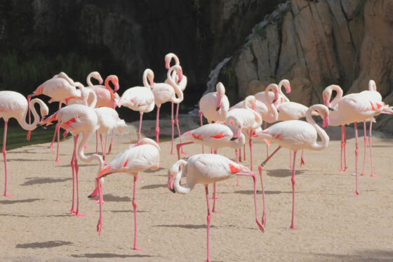 Flamingos in BIOPARC Valencia