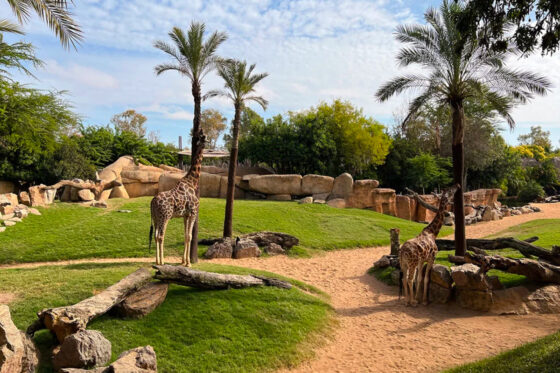 Giraffes in the African Savannah Experience exhibit at Bioparc Valencia