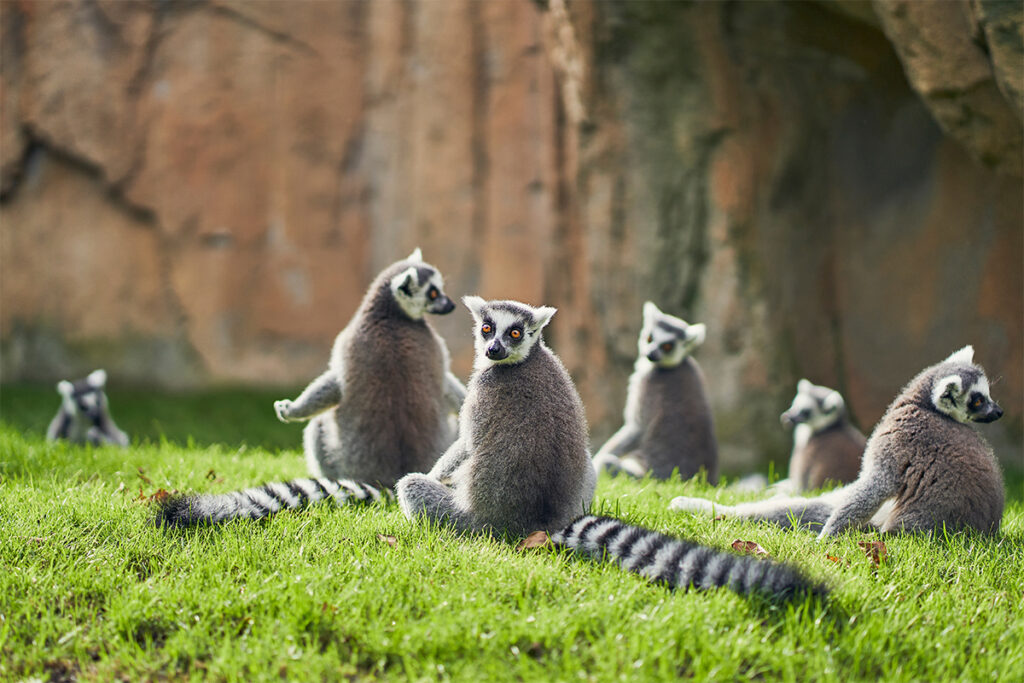 Lemurs sunbathing at Valencia's Bioparc