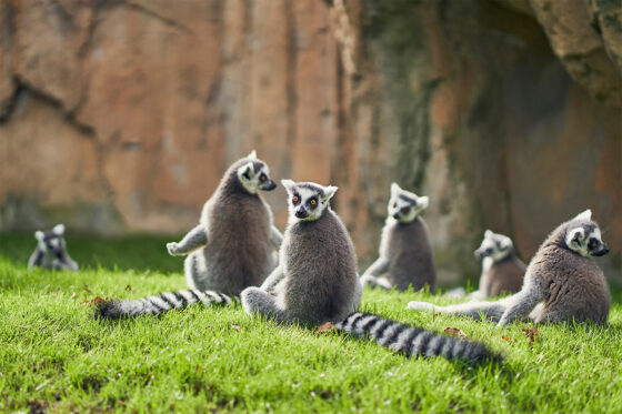 Lemurs sunbathing at Valencia's Bioparc