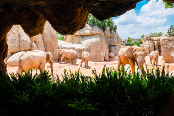 BIOPARC Valencia – Zoo in Valencia