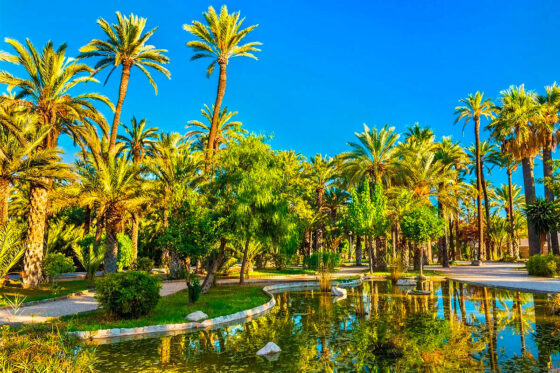 Aerial view of Elche's World Heritage Palm Grove with its iconic palm trees