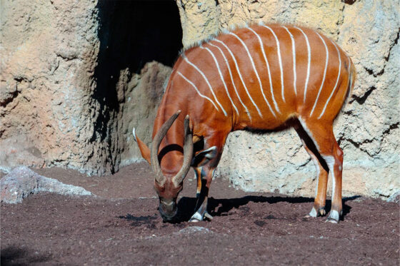 Bioparc Valencia is a great place for a family trip