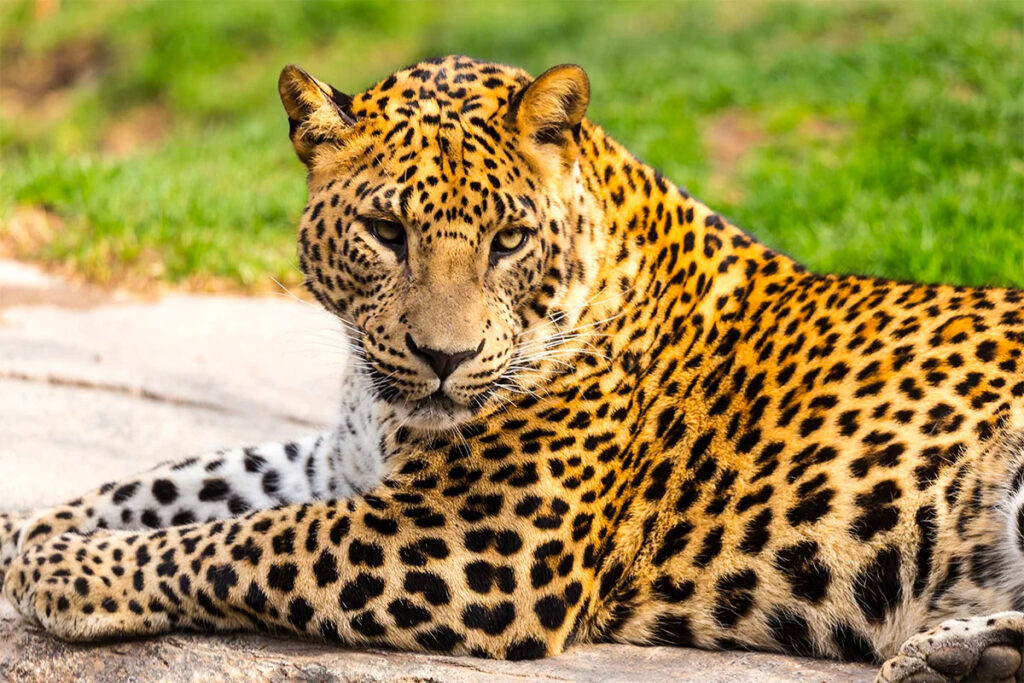 At Bioparc Valencia you will encounter various wild animals