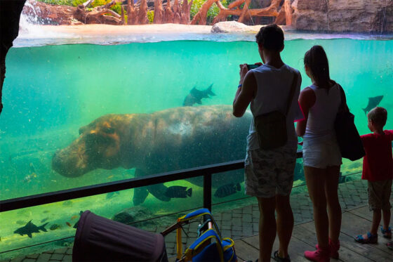 Visitors observing hippos swimming in Bioparc Valencia