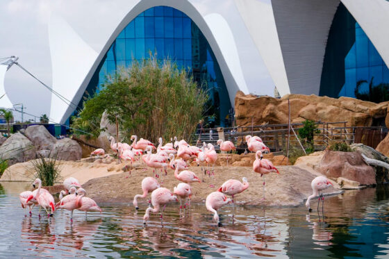 In the City of Arts and Sciences, you will find many attractions interesting for the whole family