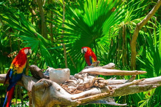 Colorful parrots at Xcaret Park, Mexico