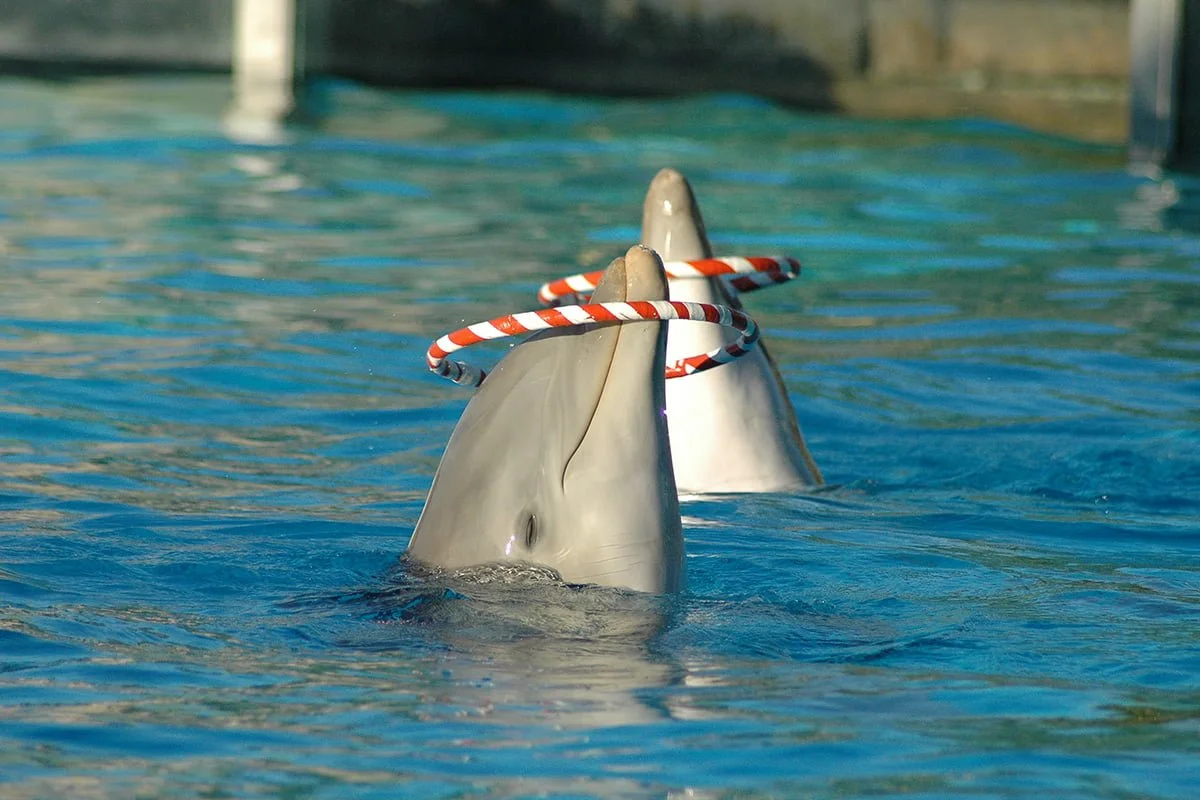 The dolphin pool at Selwo Marina in Benalmádena.