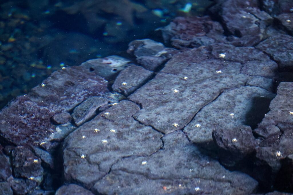 Tiny blind albino crabs cover the rocks at the bottom of the lagoon
