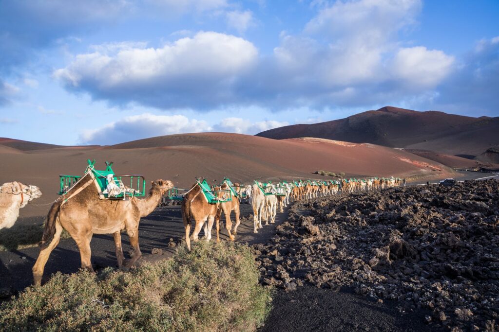 A camel caravan carries visitors across the volcanic slopes of Timanfaya